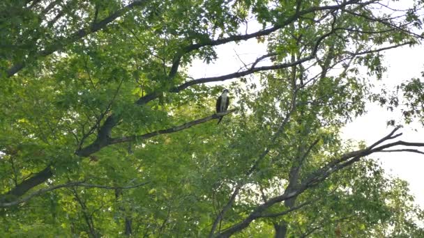 Osprey Posó Sobre Gran Árbol Maduro Bosque Canadiense Con Viento — Vídeos de Stock