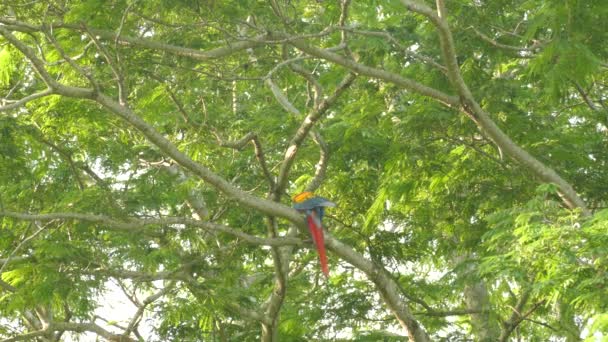 Perroquet à aras écarlate vu de dessous pendant le toilettage 