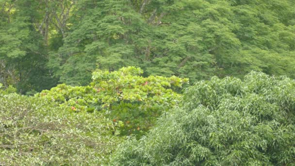 Double Tir Arbre Loin Avec Ara Écarlate Qui Nourrit — Video