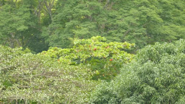 Postřelen Papoušků Scarlet Macaw Krmení Dalekém Stromě Dlouhou Dobu — Stock video