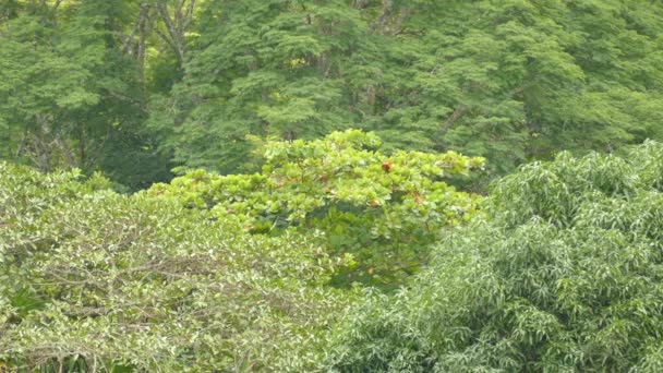 Schot Van Scarlet Macaw Papegaaien Voeden Zich Verre Boom Voor — Stockvideo