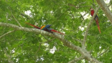 İki Kızıl Macaw papağanı birbirini tımar ederken üçüncüsü bakıyor.