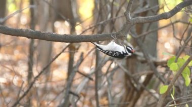 Kıllı ağaçkakan uçup gitmeden önce daldan sarkıyor