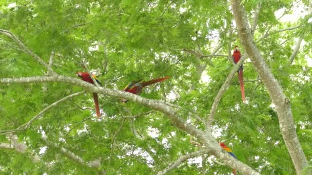 Grupp Macaw Papegojor Med Hälften Dem Flyger Iväg Och Två — Stockvideo