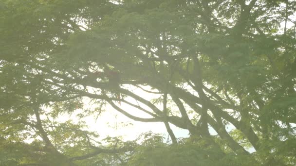 Árbol Grande Visto Contra Luz Con Dos Loros Grandes Despegando — Vídeos de Stock