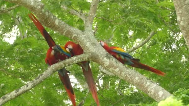 Fantastiska Papegojor Scarlet Macaw Grooming Det Vilda Ses Närbild — Stockvideo