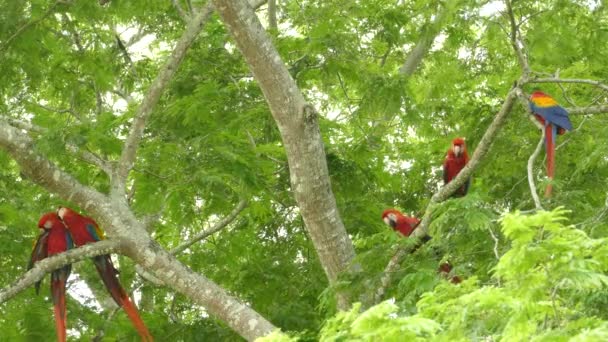 Spectaculaire Groep Scarlet Macaw Hoppen Vliegen Korte Afstand — Stockvideo