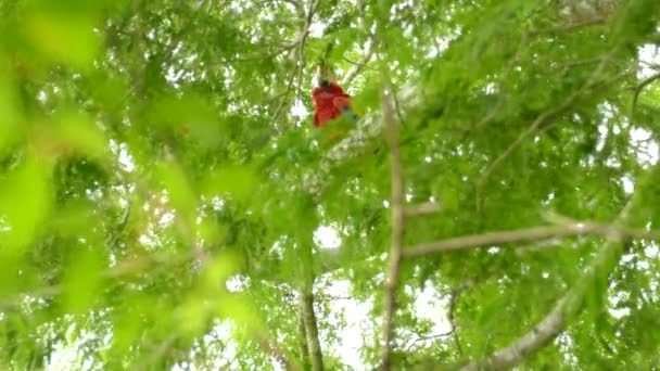 Głównie Ukryta Czerwona Papuga Odchodzi Podczas Podglądania Liści Thru — Wideo stockowe