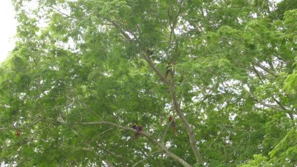 Double Plans Larges Groupe Perroquets Colorés Toilettant Dans Arbre Feuilles — Video