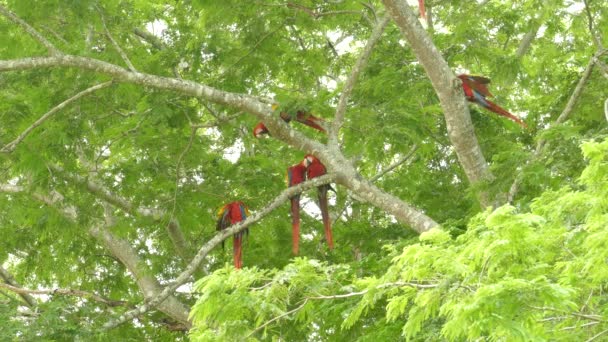 Många Scarlet Macaws Ett Träd Som Rör Sig Och Flyger — Stockvideo