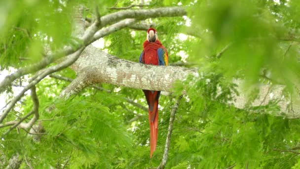 Sharp Scatto Singolo Uccello Scarlet Macaw Guardando Verso Basso Fotocamera — Video Stock