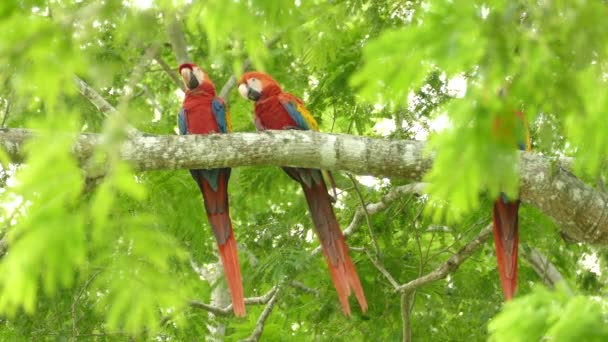 Impresionantes Pájaros Guacamayos Escarlata Encaramados Árbol Entorno Natural — Vídeo de stock