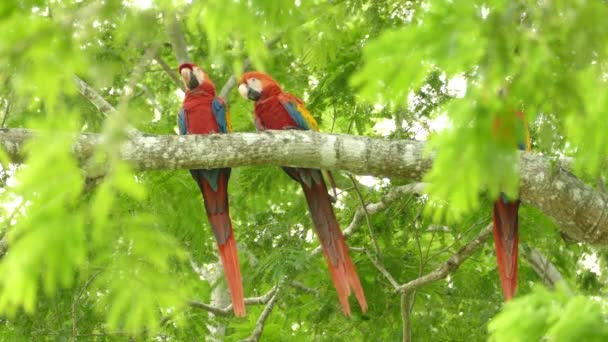 Şaşırtıcı Kızıl Macaw Kuşları Doğal Ortamda Bir Ağaca Tünediler — Stok video