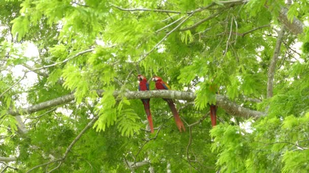 Grandes Loros Rojos Sentados Árbol Los Bosques Nubosos Salvajes Costa — Vídeos de Stock