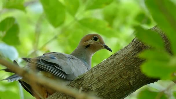 낙엽수림에 커다란 나뭇가지에 비둘기의 엉겅퀴 — 비디오