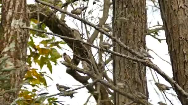 美丽的鸟儿坐在树后 — 图库视频影像
