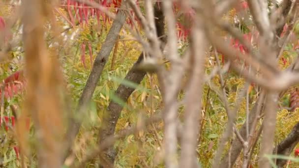 Foto Seguimiento Cabalgata Pájaros Remo Otoño Mezclada Con Carpintería — Vídeos de Stock