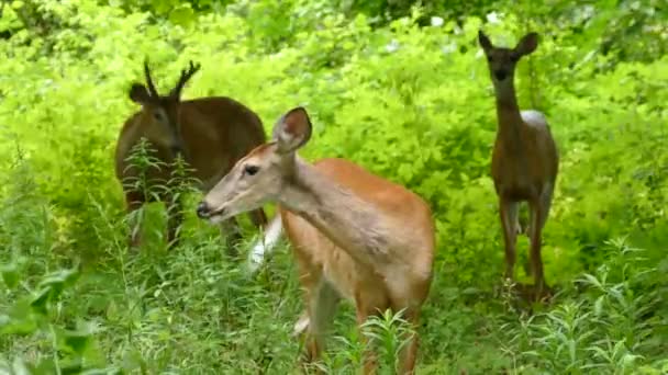 Trio de cerfs face à la caméra et se déplaçant lentement tout en mangeant de l'herbe dans le vent 