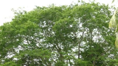 Orta Amerika 'da içinde birkaç kırmızı papağan olan devasa bir ağaç.