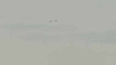 Kırmızı Macaw papağanlarının silueti ağaçların üzerinden uçup gidiyor.