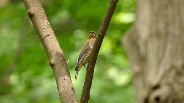 Closeup Cedar Waxwing Perched Canadian Forest Windy Day — Stock Video