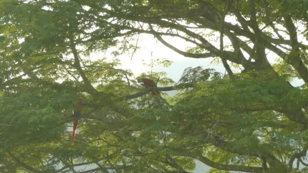 Två Macaw Papegojor Samverkar Och Biter Varandra Ett Lekfullt Sätt — Stockvideo