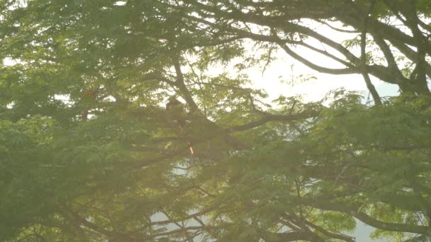 Διπλή Λήψη Ζευγαριού Macaw Που Κινείται Ένα Δέντρο Στη Φύση — Αρχείο Βίντεο