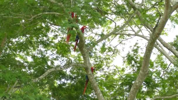 Scarlet Macaw Uppflugen Ett Träd Det Vilda Dagen — Stockvideo