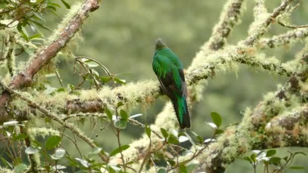 Πίσω Όψη Του Όμορφου Θηλυκού Splendent Quetzal Σκαρφαλωμένο Στο Ύπαιθρο — Αρχείο Βίντεο