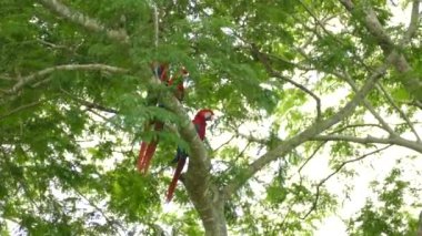 Orta Amerika 'da bir ağaçta kısmen gizlenmiş küçük bir Kızıl Macaw grubu.