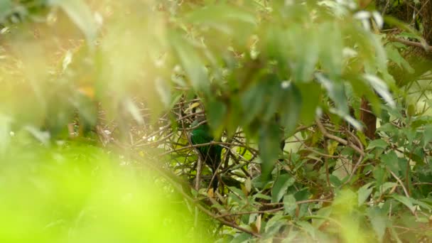 Πράσινο Χρώμα Θηλυκό Quetzal Γυρίζει Κεφάλι Γύρω Ενώ Σκαρφαλωμένο — Αρχείο Βίντεο