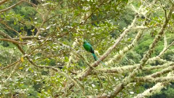 Plan moyen d'un oiseau tropical Quetzal mâle resplendissant dans un arbre sauvage 