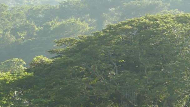 Brede Superbrede Foto Van Grote Bomen Met Twee Scarlet Macaw — Stockvideo