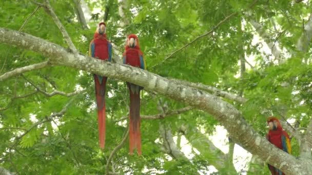 Sorprendentemente Hermosos Loros Guacamayo Escarlata Encaramados Bajo Dosel Del Árbol — Vídeos de Stock