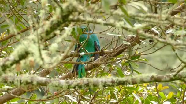Ausgedehnte Sequenz Männlicher Quetzale Durch Äste Bemoosten Baum Gesehen — Stockvideo