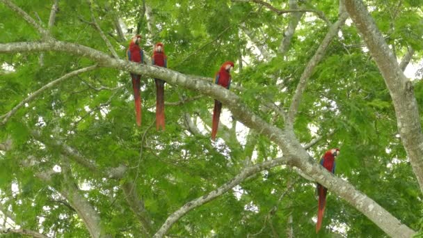 Střední Široké Záběry Skupiny Papoušků Macaw Posazených Pohromadě — Stock video