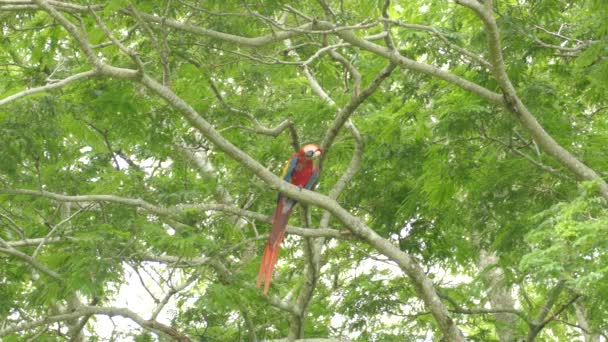 Single Scarlet Macaw papoušek tření jeho velký hustý zobák na větvi