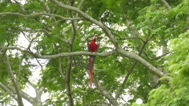 Scarlet Macaw Med Något Öppnade Vingar Vilar Ett Träd Costa — Stockvideo