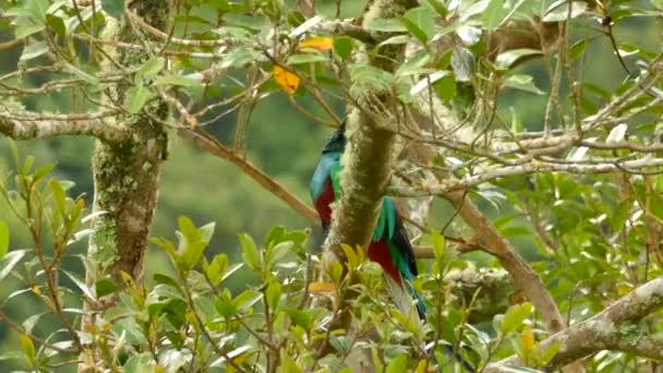 Ohromující Quetzal Pták Kostarice Otáčení Hlavy Předvádění Barev — Stock video
