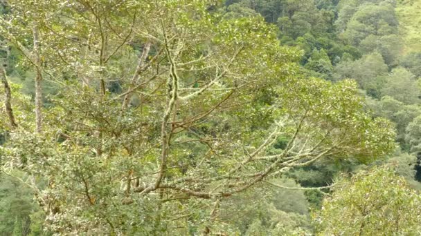 Vue Large Puis Gros Plan Oiseau Magnifique Quetzal Amérique Centrale — Video