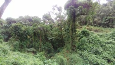 Yoğun bulut ormanı vadisinde çok yavaş bir dönüş sahnesi.