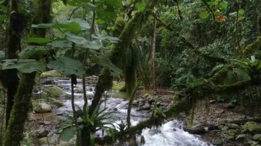 Sideway motion shot of branch with moss growing over pretty river