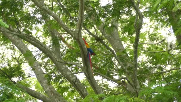 Yellow Blue Red Colors Seen Scarlet Macaw Back Tree — Stock Video