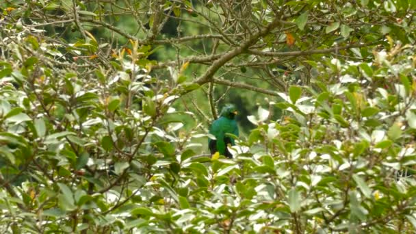 Dupla Foto Lindo Pássaro Quetzal Empoleirado Uma Árvore Olhando Redor — Vídeo de Stock