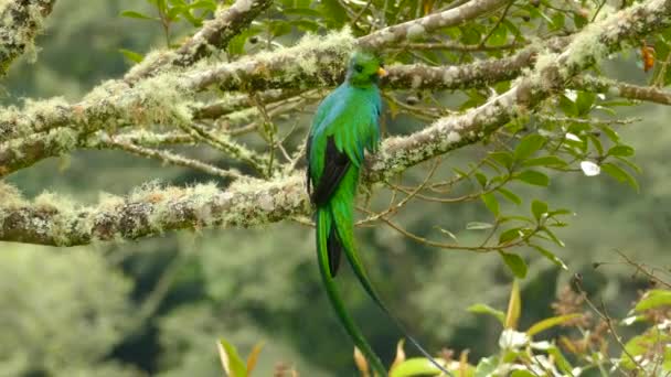 Stunning mystical Quetzal bird in closeup and medium shot in the wild