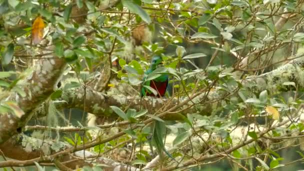 Wspaniały Quetzal Mężczyzna Oszałamiający Ptak Połykając Cały Zielony Owoc — Wideo stockowe