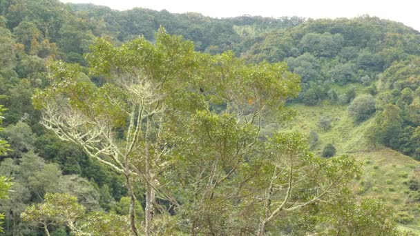 Ευρεία Άποψη Του Δέντρου Quetzal Αυτό Φαίνεται Θολή Φόντο Του — Αρχείο Βίντεο
