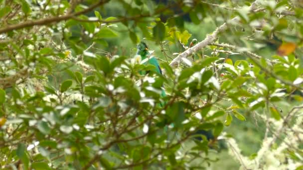 Částečně Ukrytý Samec Quetzal Odlétá Větve Divokého Avokáda — Stock video