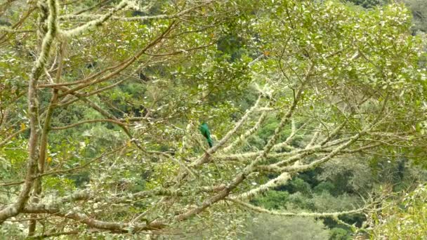 クエーザルの鳥が座っているコスタリカのアボカドの木の広い眺め — ストック動画