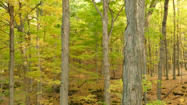 가을의 낙엽수림을 노랗게 빛나는 — 비디오